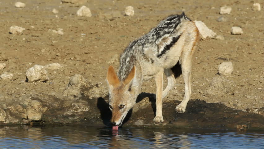 A black-backed Jackal (Canis mesomelas) drinking water, Kalahari desert, South Africa
