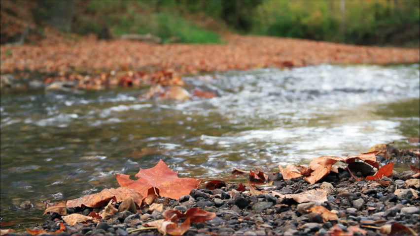 Fallen autumn leaves pile up on the banks of a flowing stream. Seamless loop shot at 1920x1080p.