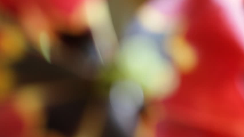 Dew on tulip pistil, macro shift focus