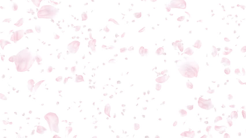 Cherry Blossom Petals Falling Stock Footage Video 5630441 - Shutterstock
