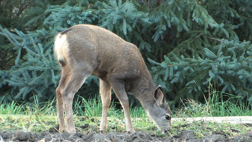 Fawn pulling carrot up and eating them