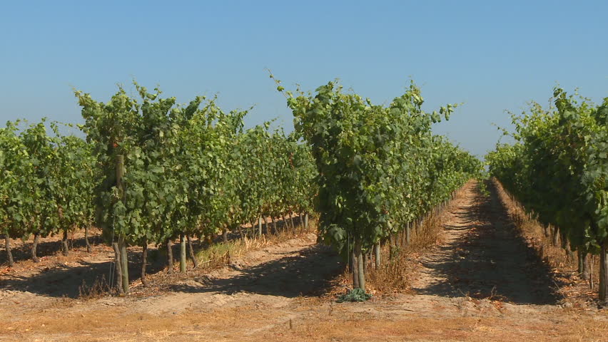 Green vine in a vineyard 