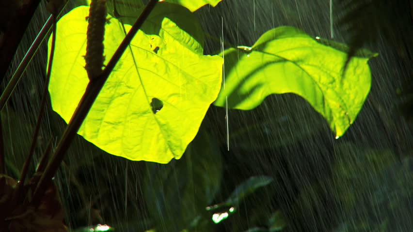 Rain falling on abundant lush green plants in environmental rainforest