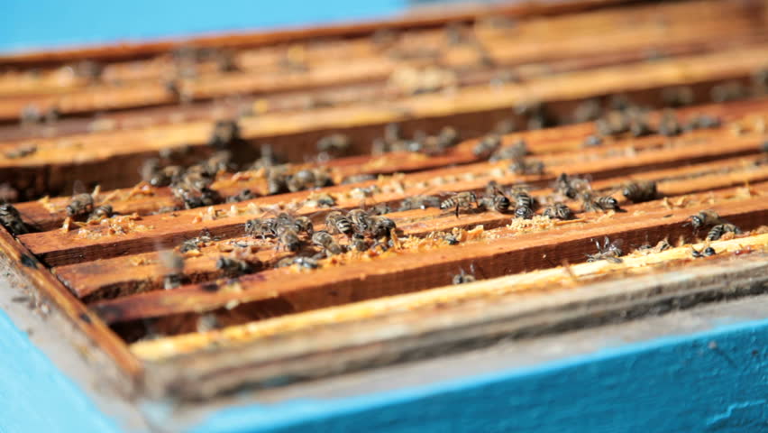 Honeybees at the hive entrance