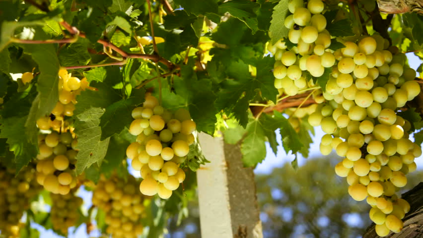 White wine grape Italy