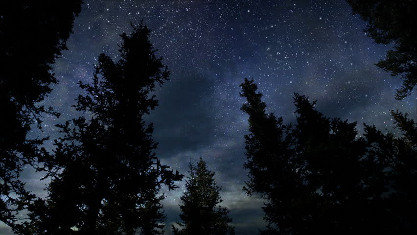 Forest Night Time Lapse