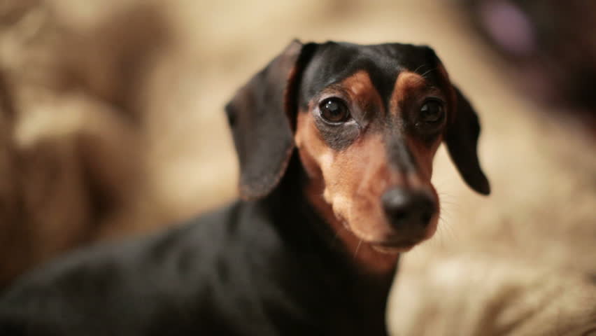 A alert dachshund shallow depth of field