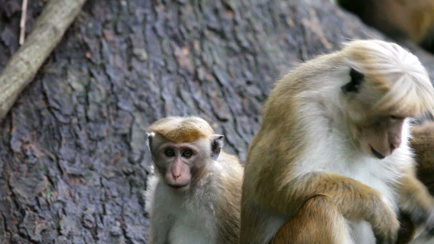 Monkeys yawn 