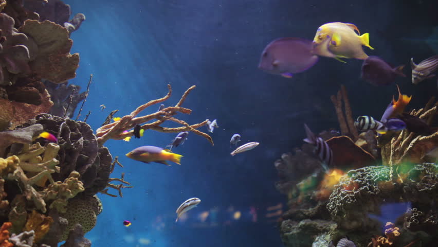 fish in an aquarium