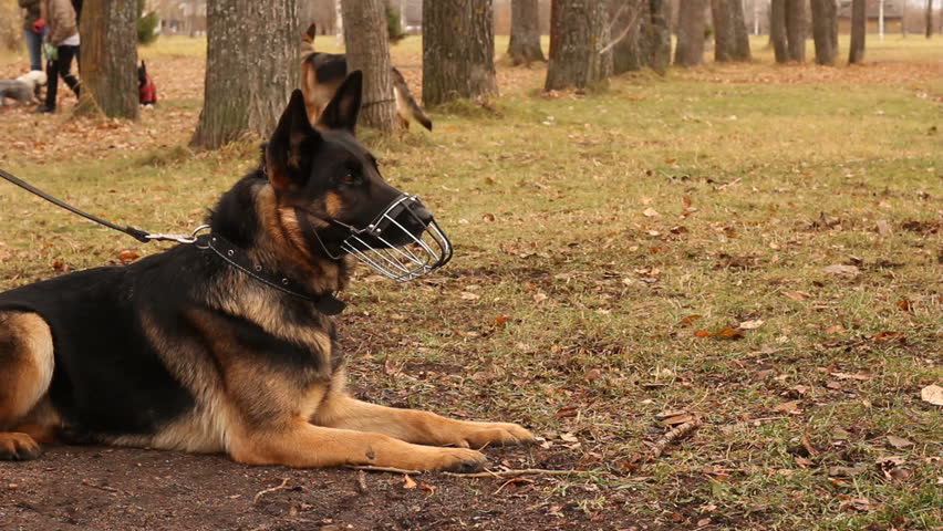 german shepherd wearing a muzzle in the park
