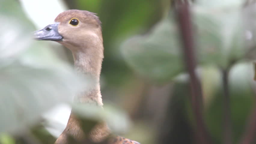 Lesser Whistling Duck