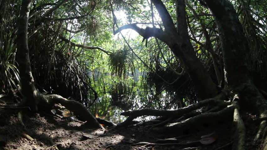 mangrove jungle