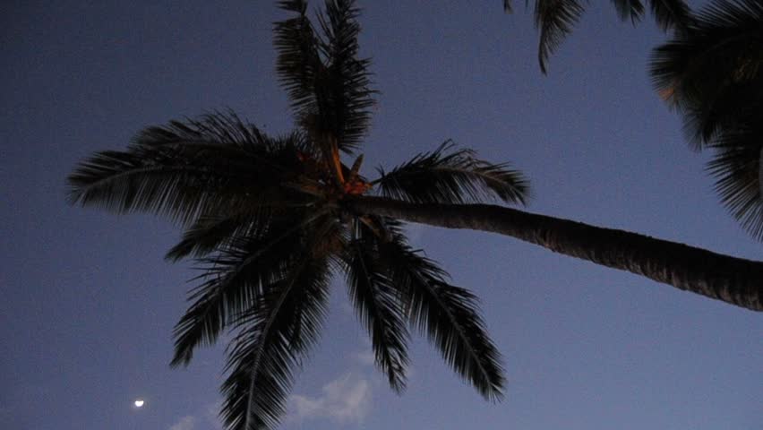 Palm tree at night HD 720p