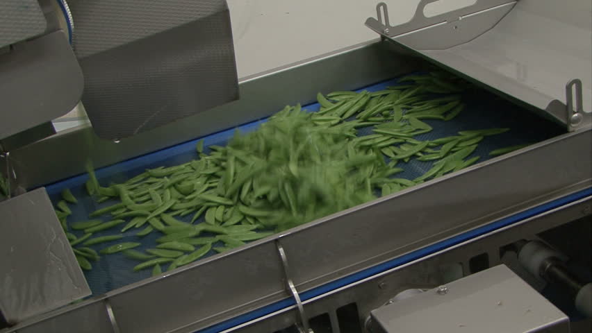 in a fruit and vegetable factory green beans are shifted and shaked on production line
