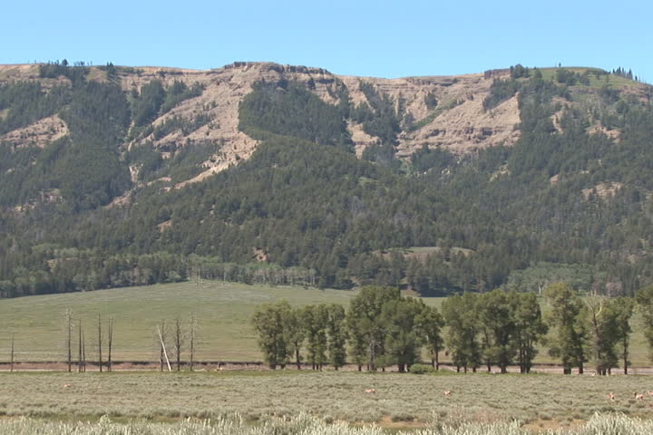 NTSC: Pronghorn in Lamar Valley. Shot in Yellowstone National Park. 