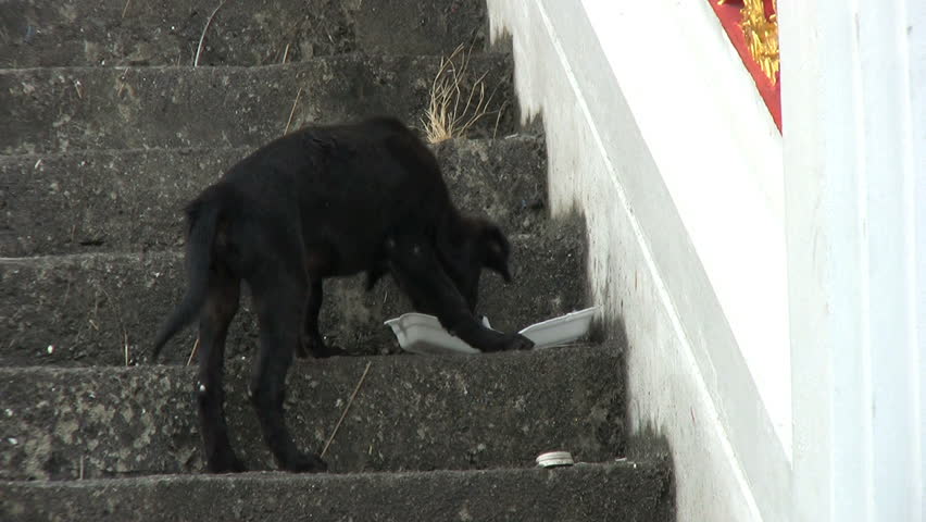 A cute little stray black puppy scavenges for some food on the steps in Bangkok, Thailand.