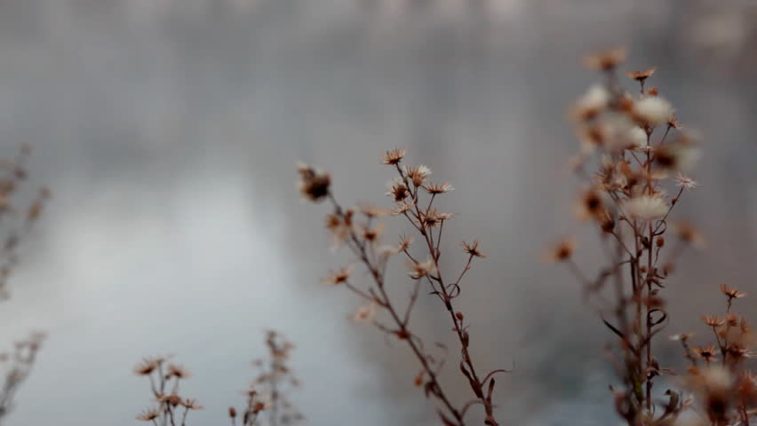dead plant in morning mist close-up