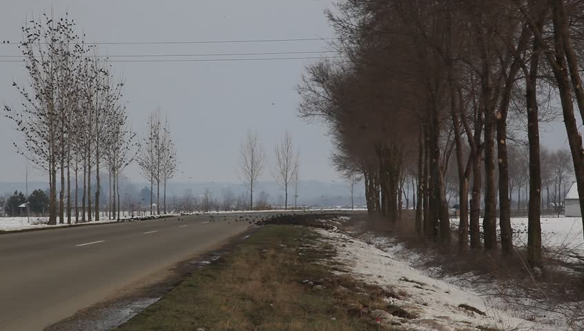 Huge flock of birds occupies road and annoys cars