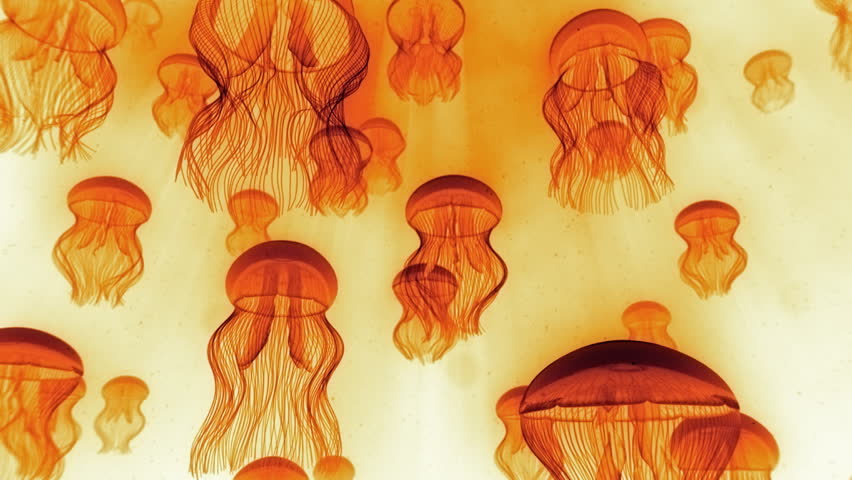 Jellyfish Ascending Towards Light Rays Orange on White - Check portfolio for variations.