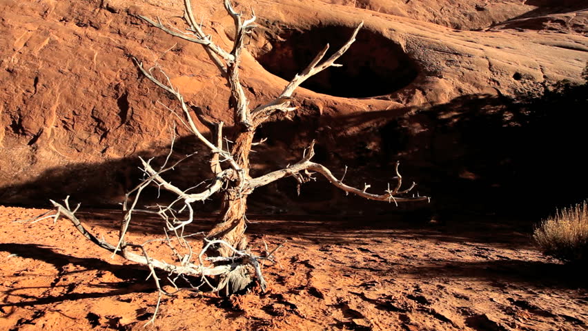Tree showing extreme environmental damage in an arid desert climate, American Southwest
