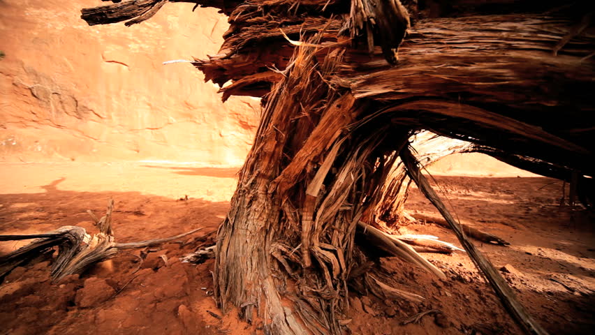 The slow petrification of a dead tree in an arid environmental desert landscape in close-up