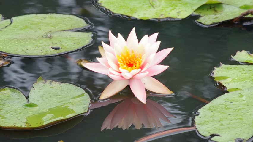 Koi Fish Swimming In Garden Water Pond With Water Lily Flower Blooming