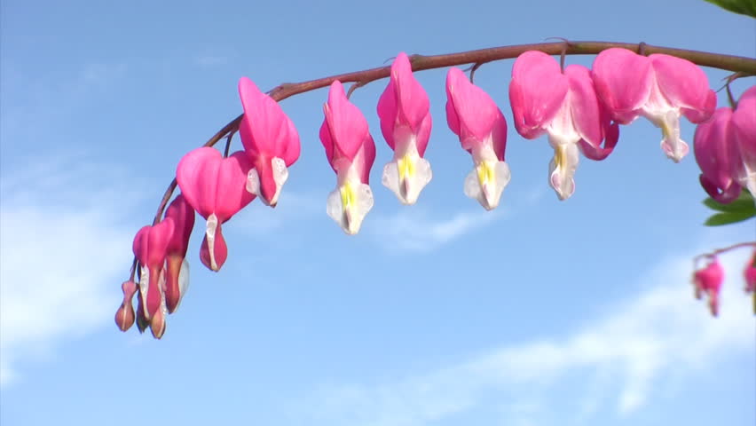Bleeding hearts flowers on blue sky background  