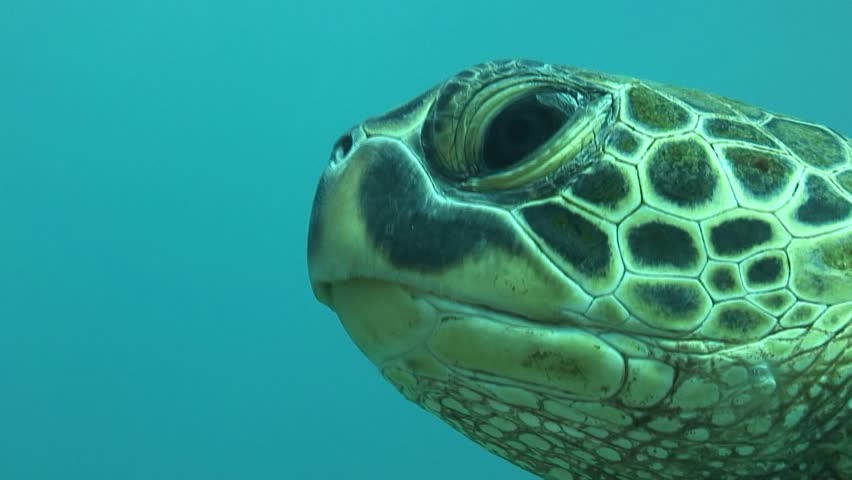Closeup of green sea turtle while swimming alongside it in Maui, Hawaii. HD