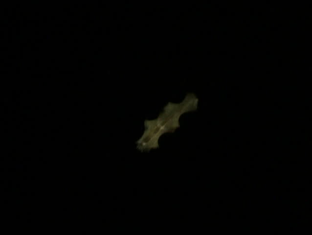 sea creature against black backdrop
