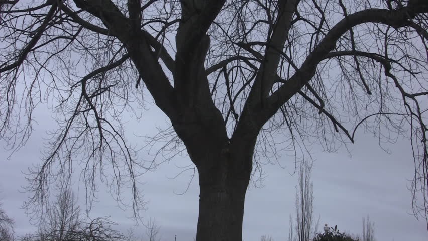 Winter tree silhouette pan up.