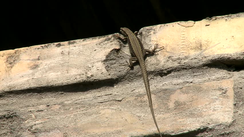 lizard on a ledge