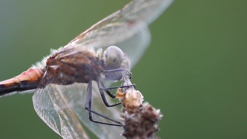 dragonfly