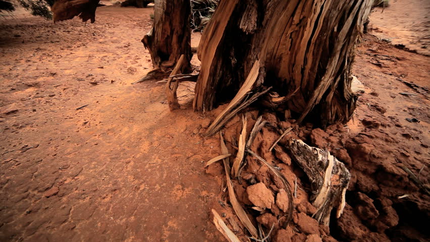 The environmental damage to tree life in an extremely arid climate, the American Southwest