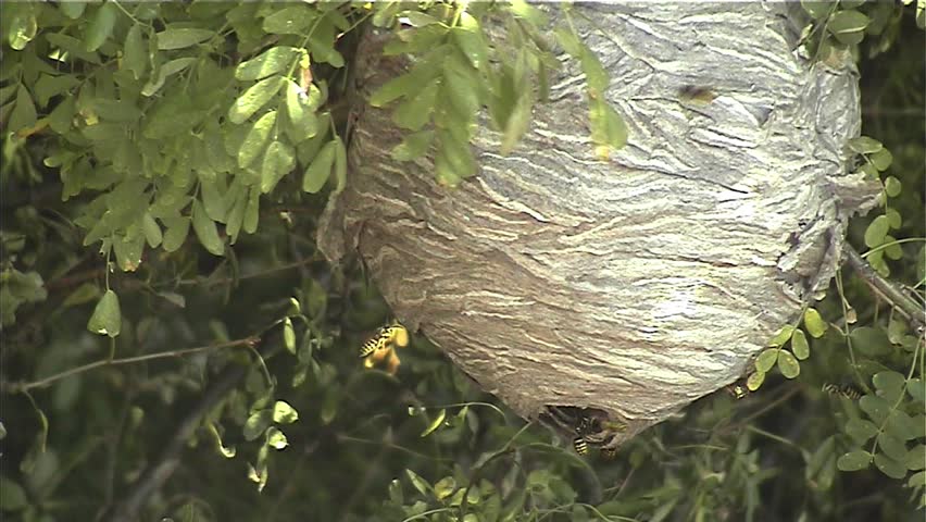 Hornet hive hanging in a tree, with a swarm of the angry stinging insects flying in and out of the nest.
