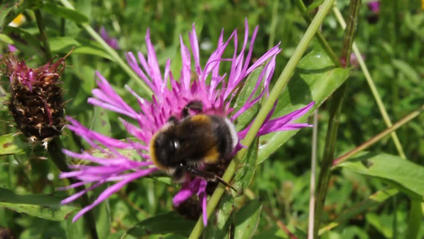Bumblebee at work