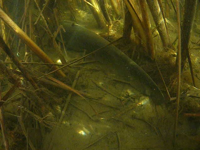 Catfish under water sleep