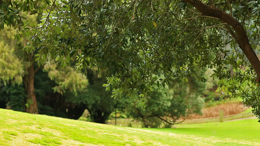 Green tree branches trembles in the wind 