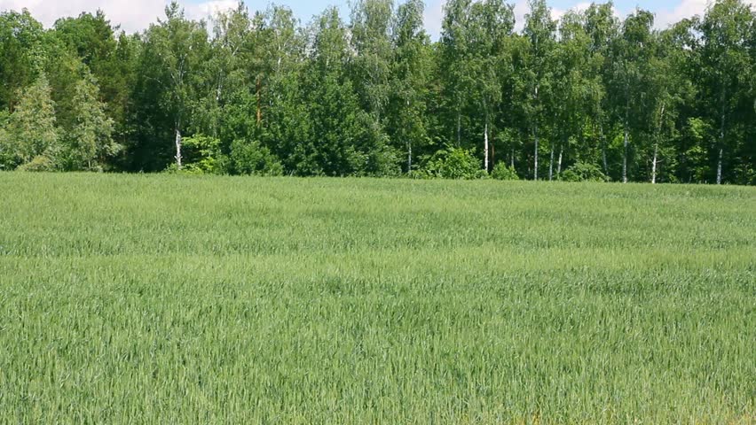 waving green field with wheat