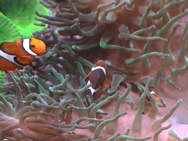 Clown fish darting amongst the stinging tentacles of the Sea Anemone 