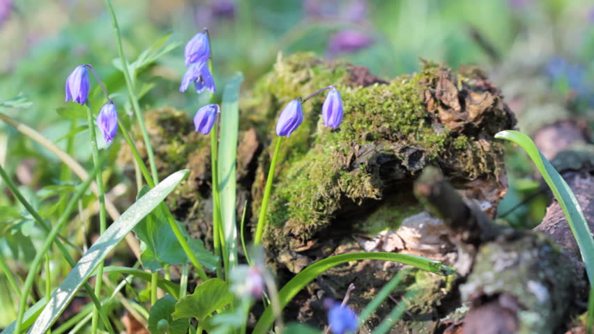 Closeup pf scilla siberica flower near logs. 