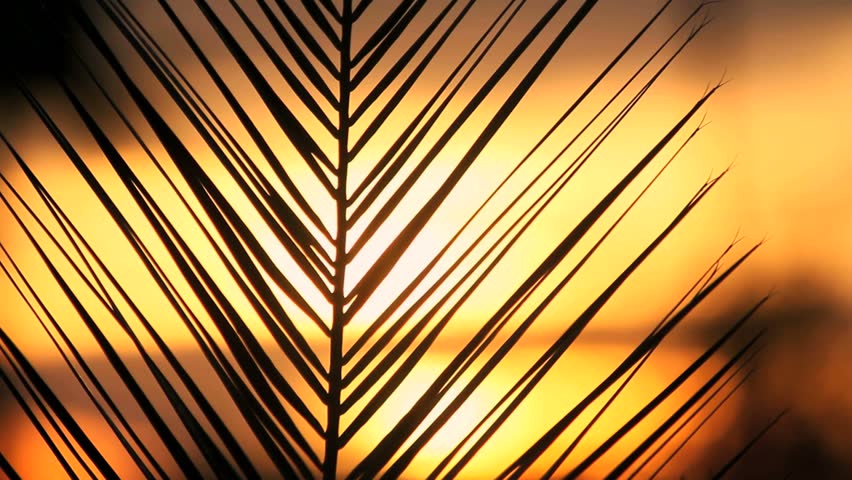 Palm leaf flutters in wind against muted, sunset background. 1080p