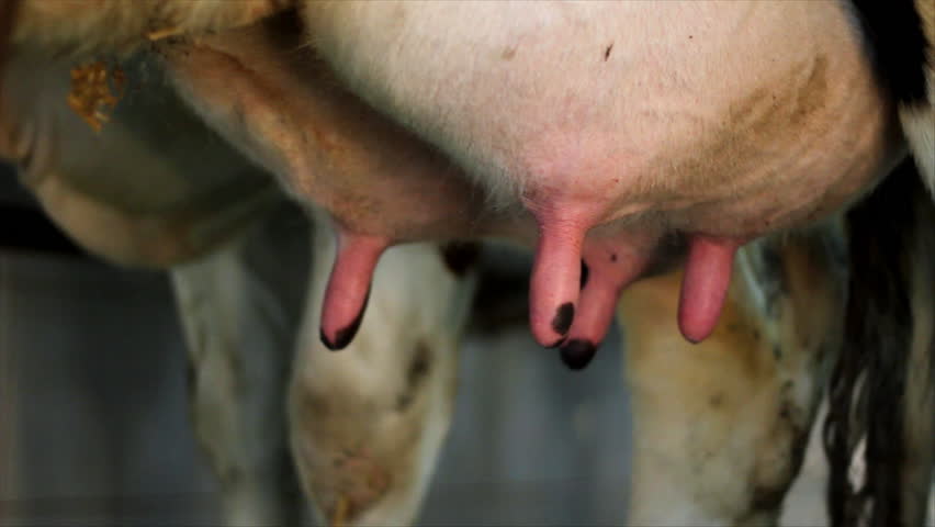 Milking Cows on Farm