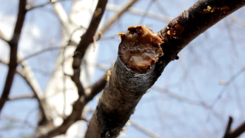 drops of birch sap are dripping from the branches - close up