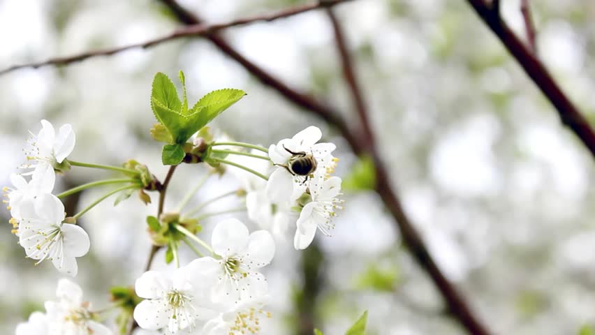 Cherry Flower & Bee