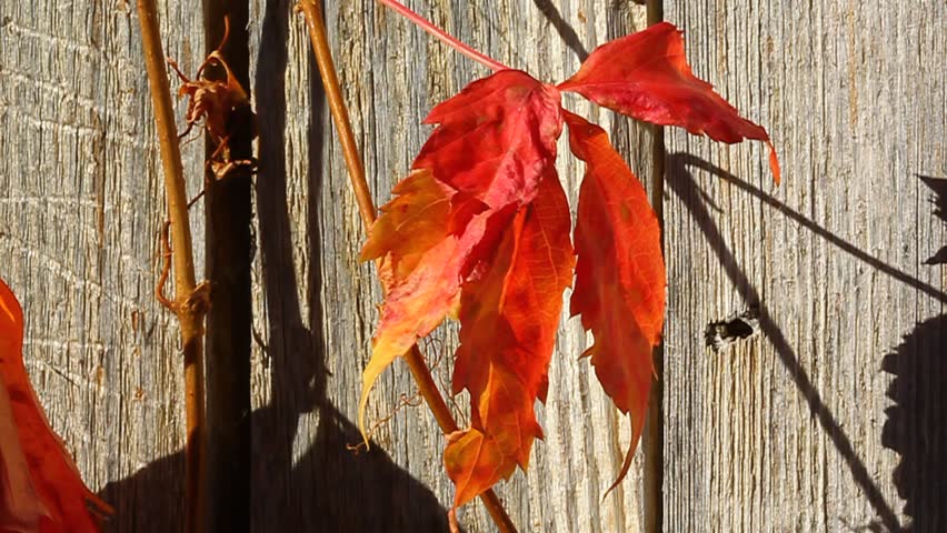 Autumn orange red ivy leaf on vine against old weathered fence