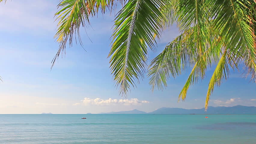 tropical sea and palm leaves