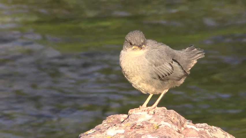 Header of American Dipper