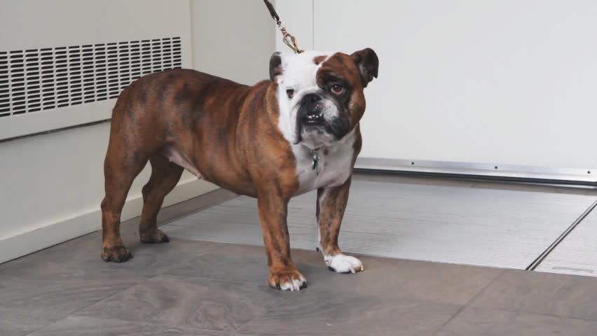 Bulldog. A bulldog waits patiently outside a store for its master. 