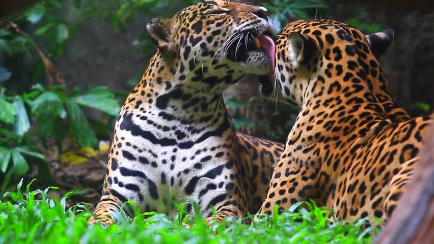 Chita Stock Footage Video | Shutterstock