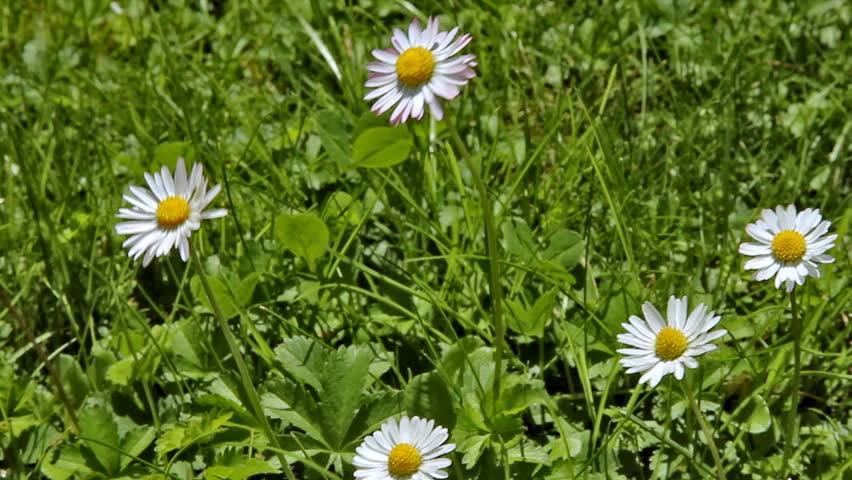 European Oxeye Daisy 